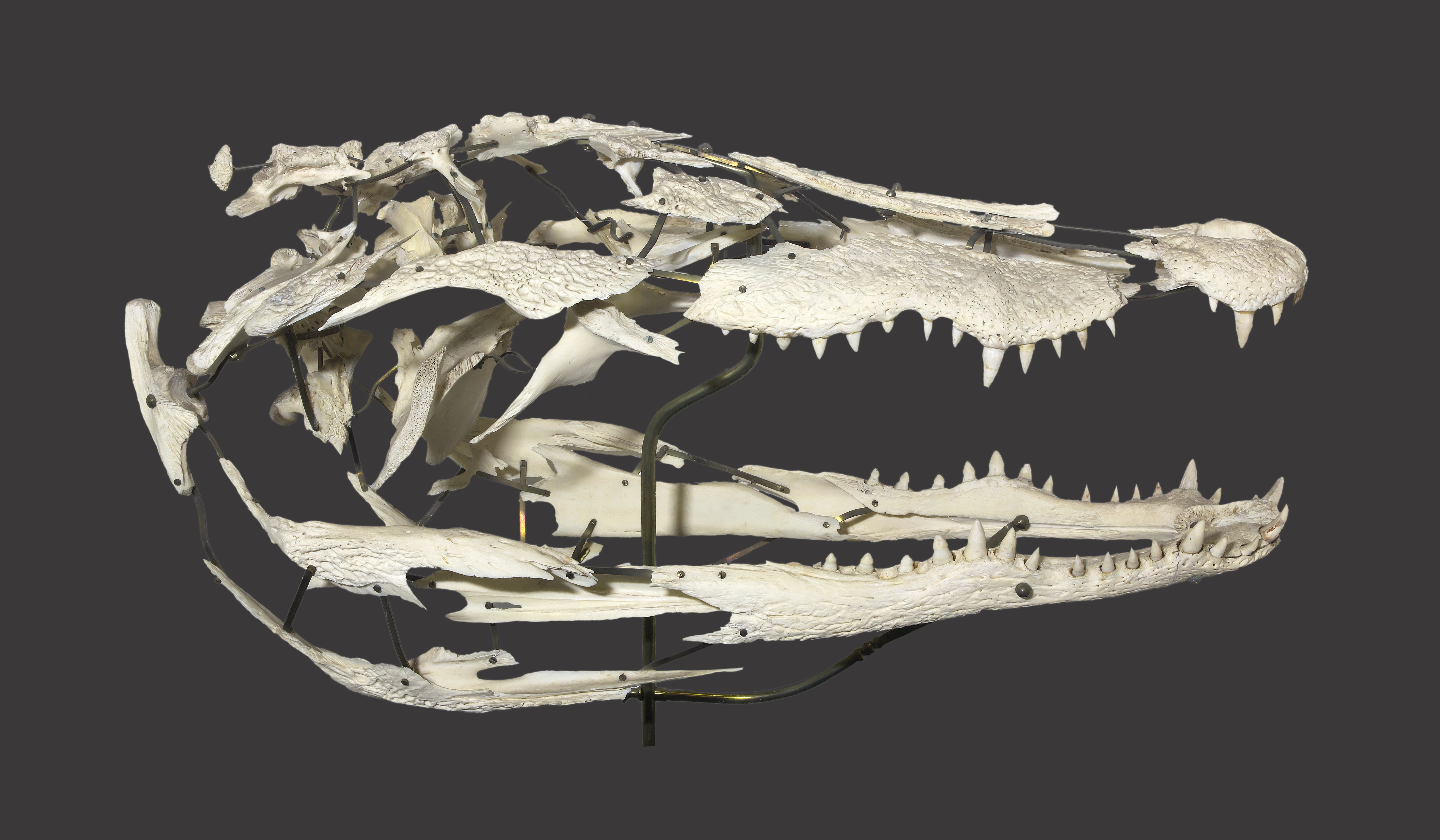 Crocodylus niloticus MHNT REP 392