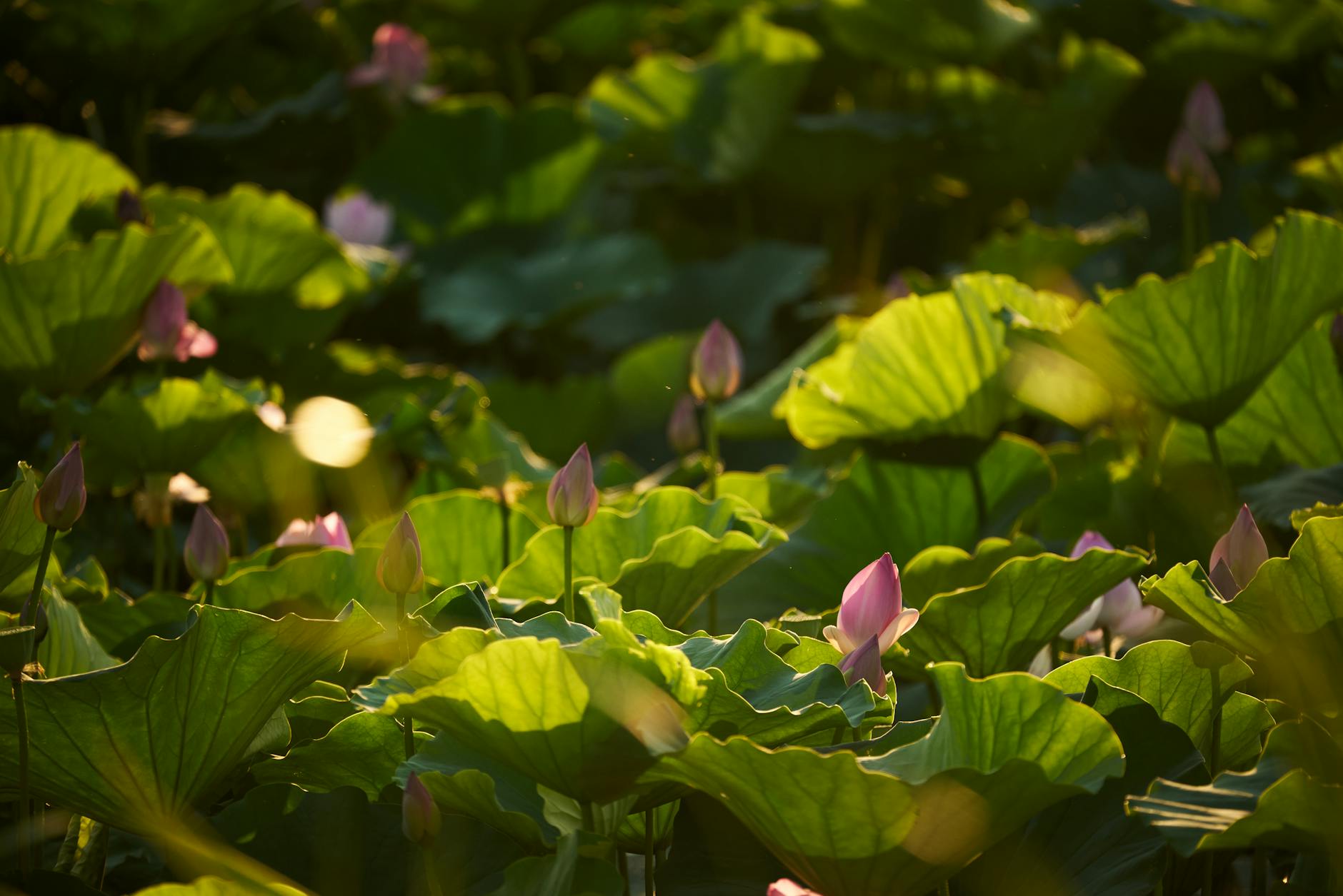 HP EliteBook 755 G5 AMD Laptop